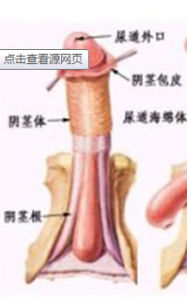 念珠菌性包皮龜頭炎 念珠菌性包皮龜頭炎