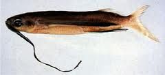 半斑燕鰩魚