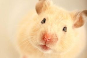 齧齒莫兔 齧齒莫兔