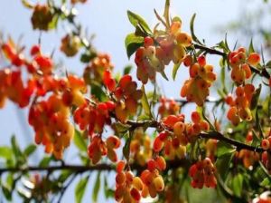 短葉江西小檗 短葉江西小檗