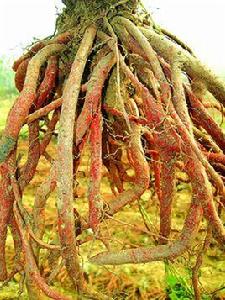 方城丹參 方城丹參