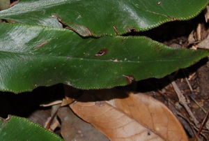 乳頭鳳丫蕨 乳頭鳳丫蕨