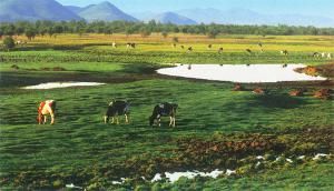 遼河平原 遼河平原