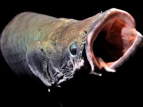 粗須細巨口魚 粗須細巨口魚