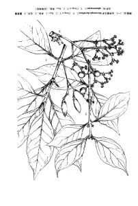 圓果假衛矛 圓果假衛矛