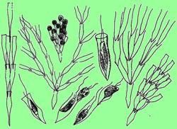 金枝藻目 金枝藻目