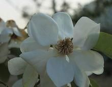 展毛含笑（變種）