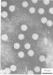 水稻東格魯球狀病毒