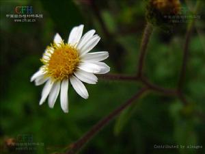 顯脈旋覆花 顯脈旋覆花