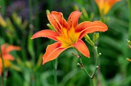 宜男草[詞牌名]