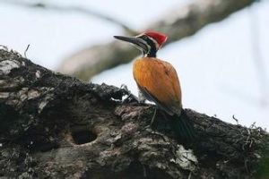 喜山三趾啄木鳥 喜山三趾啄木鳥