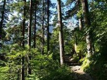 海螺溝原始森林