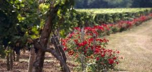 北京神路葡萄莊園 北京神路葡萄莊園