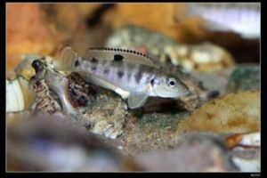 黃帆一點貝 黃帆一點貝