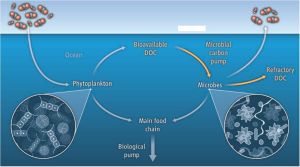 雙管泵  生物泵每年通過深海沉降作用儲存約3億噸的碳，而更多的碳以DOC的形式滯留在水體中，其中大部分DOC通過微型生物碳泵被轉變成惰性。