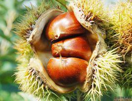 大悟板栗 大悟板栗