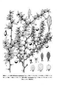 冕寧小檗 冕寧小檗