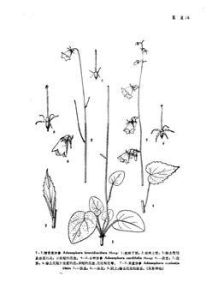 短花盤沙參 短花盤沙參