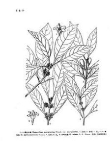 小葉月桂 小葉月桂