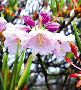 貴州大花杜鵑 貴州大花杜鵑