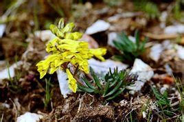 高莖紫堇(原亞種) 高莖紫堇(原亞種)