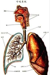 胸悶變異性哮喘 胸悶變異性哮喘