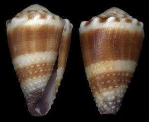 西嵐芋螺 西嵐芋螺