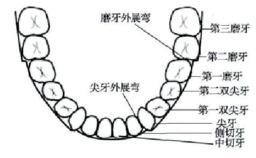溫馥嘉論著圖“機器人彎制正畸弓絲成形控制點規劃及實驗研究”