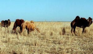 古日乃湖盆 古日乃湖盆