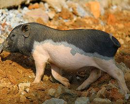 海南五腳豬 海南五腳豬