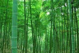 安吉竹種園 安吉竹種園