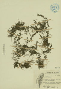 荏弱柳葉箬 荏弱柳葉箬