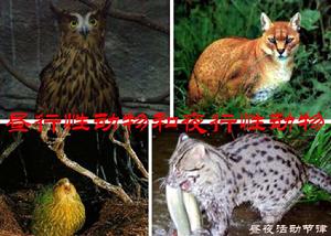 晝夜活動節律 晝夜活動節律