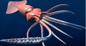 大王酸漿魷 大王酸漿魷