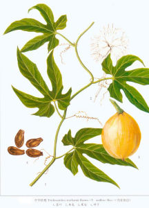 湘桂栝樓 湘桂栝樓