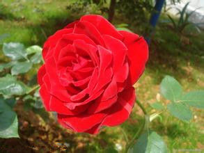 科斯瑞德 科斯瑞德