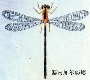 塞內加爾弱蟌 塞內加爾弱蟌