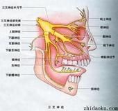 半月神經節 半月神經節