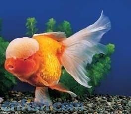 玉印頭魚 玉印頭魚