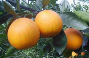 橋本溫州蜜柑 橋本溫州蜜柑