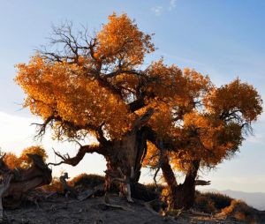 胡楊[楊柳科植物]