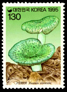 Russula virescens Fr.