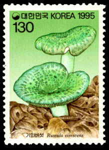 Russula virescens Fr.
