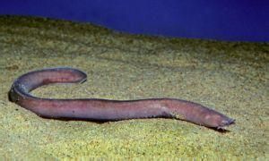 佩氏盲鰻 佩氏盲鰻