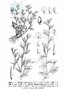 九葉木藍 九葉木藍