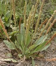 蛛毛車前 蛛毛車前