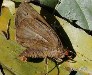 蕉苞蟲 蕉苞蟲