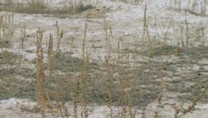 同齒樟味藜 同齒樟味藜