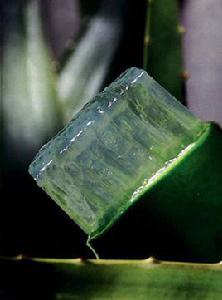 蘆薈凝膠 蘆薈凝膠