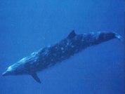 領航鯨科